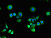 Immunofluorescent analysis of PC-3 cells using CSB-PA019346LA01HU at dilution of 1:100 and Alexa Fluor 488-congugated AffiniPure Goat Anti-Rabbit IgG (H+L)