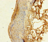 Immunohistochemistry of paraffin-embedded human skin tissue using CSB-PA019420HA01HU at dilution of 1:100