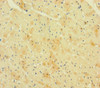 Immunohistochemistry of paraffin-embedded human heart tissue using CSB-PA019500LA01HU at dilution of 1:100
