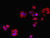 Immunofluorescent analysis of PC-3 cells using CSB-PA019504LA01HU at dilution of 1:100 and Cy3-congugated Goat Anti-Rabbit IgG