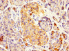 IHC image of CSB-PA019548EA01HU diluted at 1:500 and staining in paraffin-embedded human pancreatic tissue performed on a Leica BondTM system. After dewaxing and hydration, antigen retrieval was mediated by high pressure in a citrate buffer (pH 6.0) . Section was blocked with 10% normal goat serum 30min at RT. Then primary antibody (1% BSA) was incubated at 4°C overnight. The primary is detected by a biotinylated secondary antibody and visualized using an HRP conjugated SP system.