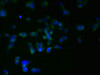Immunofluorescent analysis of 293T cells using CSB-PA019567LA01HU at dilution of 1:100 and Alexa Fluor 488-congugated AffiniPure Goat Anti-Rabbit IgG (H+L)