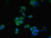 Immunofluorescent analysis of PC-3 cells using CSB-PA01985A0Rb at dilution of 1:100 and Alexa Fluor 488-congugated AffiniPure Goat Anti-Rabbit IgG (H+L)