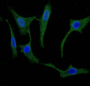 Immunofluorescent analysis of Hela cells using CSB-PA020821LA01HU at dilution of 1:100 and Alexa Fluor 488-congugated AffiniPure Goat Anti-Rabbit IgG (H+L)