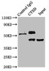 Immunoprecipitating CTSD in HepG2 whole cell lysate<br />
 Lane 1: Rabbit control IgG instead of CSB-PA02129A0Rb in HepG2 whole cell lysate.
 For western blotting, a HRP-conjugated Protein G antibody was used as the secondary antibody (1/2000) <br />
 Lane 2: CSB-PA02129A0Rb (8µg) + HepG2 whole cell lysate (500µg) <br />
 Lane 3: HepG2 whole cell lysate (10µg) <br />