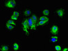 Immunofluorescent analysis of MCF-7 cells using CSB-PA021480LA01HU at dilution of 1:100 and Alexa Fluor 488-congugated AffiniPure Goat Anti-Rabbit IgG (H+L)