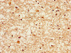 IHC image of CSB-PA02159A0Rb diluted at 1:300 and staining in paraffin-embedded human brain tissue performed on a Leica BondTM system. After dewaxing and hydration, antigen retrieval was mediated by high pressure in a citrate buffer (pH 6.0) . Section was blocked with 10% normal goat serum 30min at RT. Then primary antibody (1% BSA) was incubated at 4°C overnight. The primary is detected by a biotinylated secondary antibody and visualized using an HRP conjugated SP system.