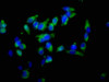 Immunofluorescence staining of Hela cells with CSB-PA02159A0Rb at 1:100, counter-stained with DAPI. The cells were fixed in 4% formaldehyde, permeabilized using 0.2% Triton X-100 and blocked in 10% normal Goat Serum. The cells were then incubated with the antibody overnight at 4°C. The secondary antibody was Alexa Fluor 488-congugated AffiniPure Goat Anti-Rabbit IgG (H+L) .