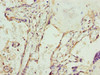Immunohistochemistry of paraffin-embedded human placenta tissue using CSB-PA022517LA01HU at dilution of 1:100