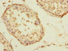 Immunohistochemistry of paraffin-embedded human testis tissue using CSB-PA022798LA01HU at dilution of 1:100