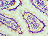 Immunohistochemistry of paraffin-embedded human small intestine tissue using CSB-PA022831HA01HU at dilution of 1:100