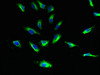 Immunofluorescent analysis of Hela cells using CSB-PA022921LA01HU at dilution of 1:100 and Alexa Fluor 488-congugated AffiniPure Goat Anti-Rabbit IgG (H+L)