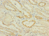 Immunohistochemistry of paraffin-embedded human kidney tissue using CSB-PA022921LA01HU at dilution of 1:100