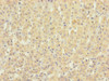 Immunohistochemistry of paraffin-embedded human adrenal gland tissue using CSB-PA022921LA01HU at dilution of 1:100
