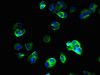 Immunofluorescent analysis of MCF-7 cells using CSB-PA022979LA01HU at dilution of 1:100 and Alexa Fluor 488-congugated AffiniPure Goat Anti-Rabbit IgG (H+L)
