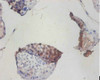 Immunohistochemistry of paraffin-embedded human testis tissue using CSB-PA02315A0Rb at dilution of 1:100