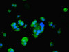 Immunofluorescent analysis of MCF-7 cells using CSB-PA02325A0Rb at dilution of 1:100 and Alexa Fluor 488-congugated AffiniPure Goat Anti-Rabbit IgG (H+L)