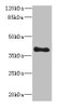 Western blot<br />
 All lanes: TFEC antibody at 3µg/ml + MDA-MB-231 whole cell lysate<br />
 Secondary<br />
 Goat polyclonal to rabbit IgG at 1/10000 dilution<br />
 Predicted band size: 39, 36, 23, 32 kDa<br />
 Observed band size: 39 kDa<br />