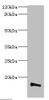 Western blot<br />
 All lanes: Transmembrane protein 14B antibody at 2µg/ml + K562 whole cell lysate<br />
 Secondary<br />
 Goat polyclonal to rabbit IgG at 1/10000 dilution<br />
 Predicted band size: 13, 9 kDa<br />
 Observed band size: 13 kDa<br />