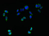 Immunofluorescent analysis of PC-3 cells using CSB-PA023735LA01HU at dilution of 1:100 and Alexa Fluor 488-congugated AffiniPure Goat Anti-Rabbit IgG (H+L)