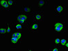 Immunofluorescent analysis of MCF-7 cells using CSB-PA023817LA01HU at dilution of 1:100 and Alexa Fluor 488-congugated AffiniPure Goat Anti-Rabbit IgG (H+L)