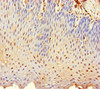 Immunohistochemistry of paraffin-embedded human tonsil tissue using CSB-PA023836LA01HU at dilution of 1:100