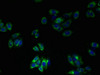 Immunofluorescent analysis of HepG2 cells using CSB-PA023837LA01HU at dilution of 1:100 and Alexa Fluor 488-congugated AffiniPure Goat Anti-Rabbit IgG (H+L)