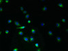 Immunofluorescent analysis of A2780 cells using CSB-PA023842LA01HU at dilution of 1:100 and Alexa Fluor 488-congugated AffiniPure Goat Anti-Rabbit IgG (H+L)