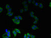 Immunofluorescent analysis of LO2 cells using CSB-PA023855LA01HU at dilution of 1:100 and Alexa Fluor 488-congugated AffiniPure Goat Anti-Rabbit IgG (H+L)