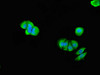 Immunofluorescent analysis of MCF-7 cells using CSB-PA023951LA01HU at dilution of 1:100 and Alexa Fluor 488-congugated AffiniPure Goat Anti-Rabbit IgG (H+L)