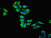 Immunofluorescent analysis of HepG2 cells using CSB-PA02395A0Rb at dilution of 1:100 and Alexa Fluor 488-congugated AffiniPure Goat Anti-Rabbit IgG (H+L)