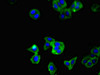 Immunofluorescent analysis of HepG2 cells using CSB-PA023986LA01MO at dilution of 1:100 and Alexa Fluor 488-congugated AffiniPure Goat Anti-Rabbit IgG (H+L)