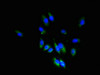 Immunofluorescent analysis of Hela cells using CSB-PA025146LA01HU at dilution of 1:100 and Alexa Fluor 488-congugated AffiniPure Goat Anti-Rabbit IgG (H+L)