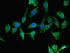 Immunofluorescent analysis of Hela cells using CSB-PA025166LA01HU at dilution of 1:100 and Alexa Fluor 488-congugated AffiniPure Goat Anti-Rabbit IgG (H+L)