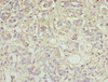 Immunohistochemistry of paraffin-embedded human pancreatic tissue using CSB-PA025270DA01MO at dilution of 1:100