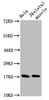 Western Blot<br />
 Positive WB detected in: Hela whole cell lysate, Rat skeletal muscle tissue<br />
 All lanes: UBE2D3 antibody at 4.8µg/ml<br />
 Secondary<br />
 Goat polyclonal to rabbit IgG at 1/50000 dilution<br />
 Predicted band size: 17 kDa<br />
 Observed band size: 17 kDa<br />