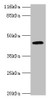 Western blot<br />
 All lanes: USP12 antibody at 2µg/ml + Mouse liver tissue<br />
 Secondary<br />
 Goat polyclonal to rabbit IgG at 1/10000 dilution<br />
 Predicted band size: 43 kDa<br />
 Observed band size: 43 kDa<br />