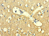 Immunohistochemistry of paraffin-embedded human brain tissue using CSB-PA026011LA01HU at dilution of 1:100