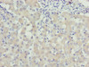 Immunohistochemistry of paraffin-embedded human liver tissue using CSB-PA026077LA01HU at dilution of 1:100