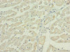 Immunohistochemistry of paraffin-embedded human heart tissue using CSB-PA026137LA01HU at dilution of 1:100