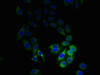 Immunofluorescent analysis of HepG2 cells using CSB-PA02625A0Rb at dilution of 1:100 and Alexa Fluor 488-congugated AffiniPure Goat Anti-Rabbit IgG (H+L)