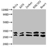 Western Blot<br />
 Positive WB detected in: Hela whole cell lysate, A375 whole cell lysate, Jurkat whole cell lysate, NIH/3T3 whole cell lysate, Mouse heart tissue<br />
 All lanes: YWHAE antibody at 3.3µg/ml<br />
 Secondary<br />
 Goat polyclonal to rabbit IgG at 1/50000 dilution<br />
 Predicted band size: 30, 27 kDa<br />
 Observed band size: 30 kDa<br />