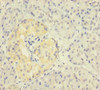 Immunohistochemistry of paraffin-embedded human pancreatic tissue using CSB-PA026523LA01HU at dilution of 1:100