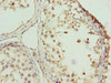 Immunohistochemistry of paraffin-embedded human testis tissue using CSB-PA026530LA01HU at dilution of 1:100
