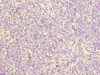 Immunohistochemistry of paraffin-embedded human thymus tissue using CSB-PA026530LA01HU at dilution of 1:100