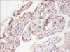 Immunohistochemistry of paraffin-embedded human placenta tissue using CSB-PA02655A0Rb at dilution of 1:100