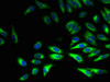 Immunofluorescent analysis of Hela cells using CSB-PA02655A0Rb at dilution of 1:100 and Alexa Fluor 488-congugated AffiniPure Goat Anti-Rabbit IgG (H+L)