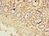 Immunohistochemistry of paraffin-embedded human small intestine tissue using CSB-PA026567LA01HU at dilution of 1:100