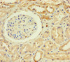 Immunohistochemistry of paraffin-embedded human kidney tissue using CSB-PA026589LA01HU at dilution of 1:100