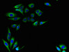 Immunofluorescent analysis of HepG2 cells using CSB-PA02667A0Rb at dilution of 1:100 and Alexa Fluor 488-congugated AffiniPure Goat Anti-Rabbit IgG (H+L)
